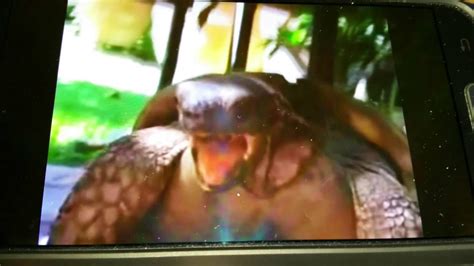 Moaning Turtle YouTube