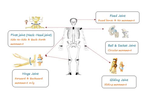 Joints Diagram Skeletal System