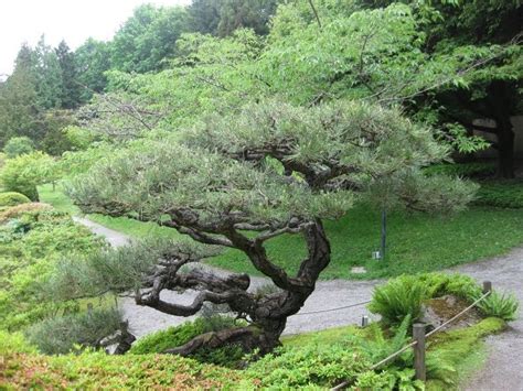 Pinus Thunbergii Japanese Black Pine The Trees Need Not Be Too Tall