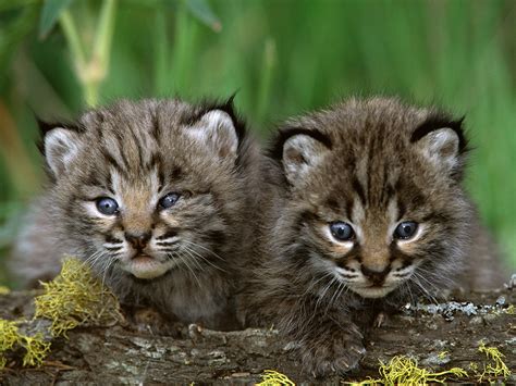 Bobcat Kittens Lynx Cat Photo 27817549 Fanpop