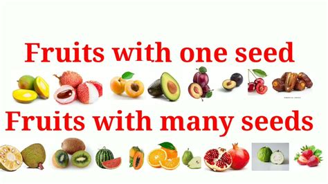 Fruits With One Seed And Many Seeds Fruits Name For Kids Youtube