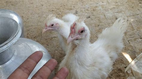 Tarki Bird Local Hen Silki Hen Kadaknath Chick Farming In Assam
