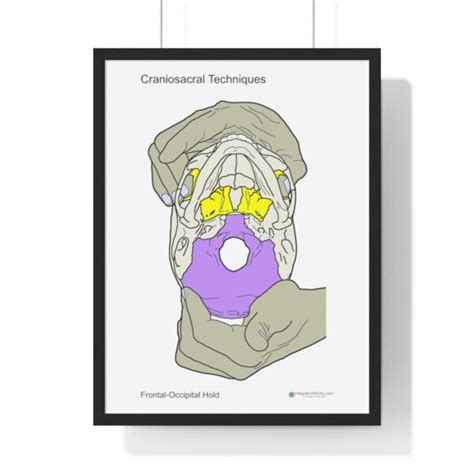 Craniosacral Techniques Sbs Frontal Occipital Hold Integrative Works