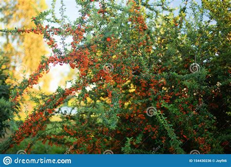 Exotic Tropical Red Berries Pyrokanta Clusters On The Branches Stock