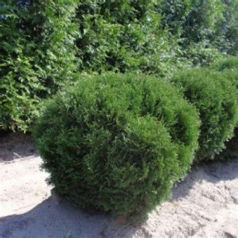 Choose from contactless same day delivery, drive up and more. Arborvitae - Hetz Mini Globe | Friends School Plant Sale