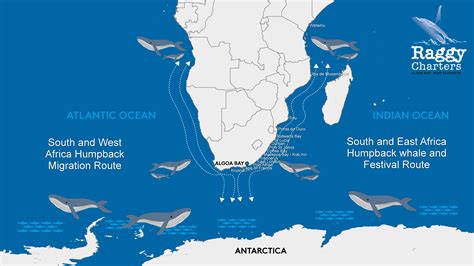 Whale Migration Knysna To Kenya