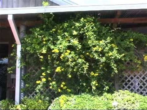 These are climbing plants that will scramble up and flower this year with a little support. Flowering Vines.mp4 - YouTube