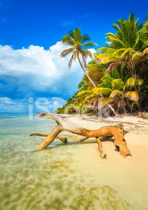 Caribbean Beach Stock Photo | Royalty-Free | FreeImages