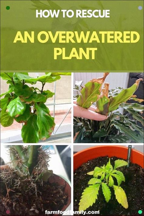 Signs you're overwatering or underwatering your lawn. How to Rescue an Overwatered Plant | Overwatering plants ...