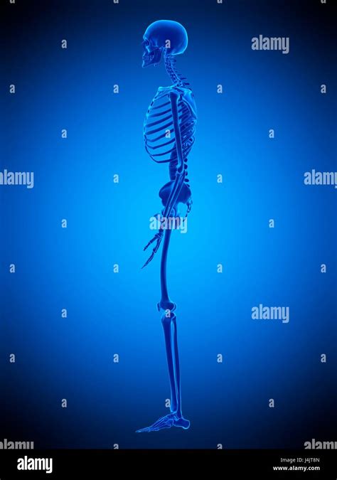 Illustration Of The Human Skeleton Stock Photo Alamy