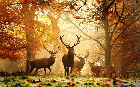 Deer Nature Animals Wallpapers Hd Desktop And Mobile