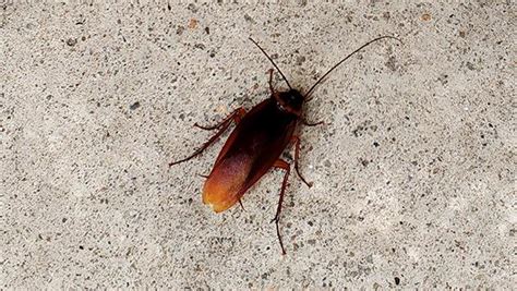 Why You Should Call The Professionals About Roaches In Your Houston Home