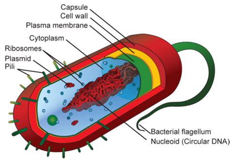 Due to the lack of a cell wall, animal cells can transform into a variety of shapes. A diagram of a typical prokaryotic cell and its structure ...