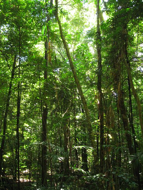 An essay on the flora and fauna of the Daintree forest - WriteWork