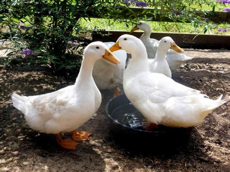 Breeding ducks has been a pursuit of many devoted farmers and bird enthusiasts for hundreds of years, yielding a wide variety of ducks with varying characteristics and traits. Best Duck Breeds for Pets and Egg Production | HGTV