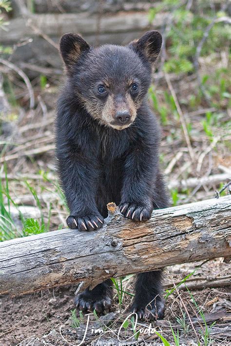 Black Bear Cub In Yellowstone Jim Coda Nature Photography