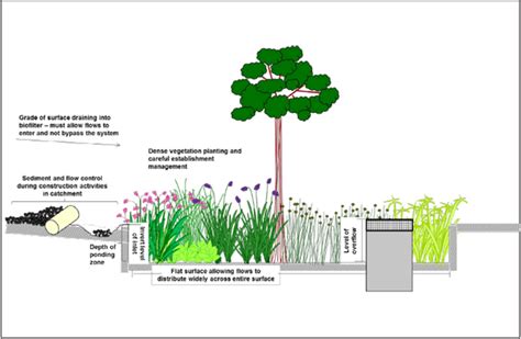 ¿qué Hacen Las Plantas En Un Biofiltro • Moksa Ingeniería Verde