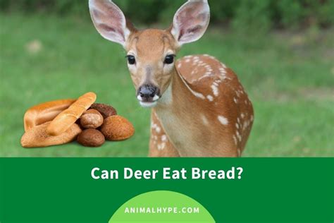 Can Deer Eat Bread Animal Hype