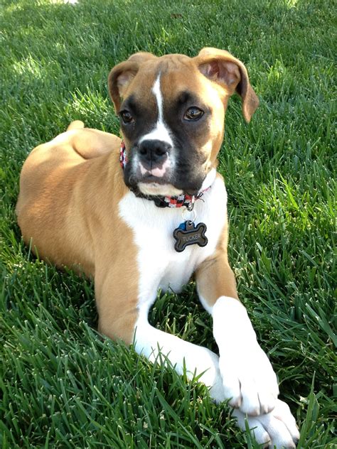 25 Cutest Boxer Puppy In The World Pic Bleumoonproductions