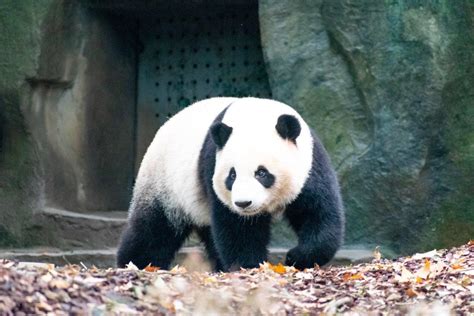 35 Wild Animals In China Wildlife In China Kevmrc