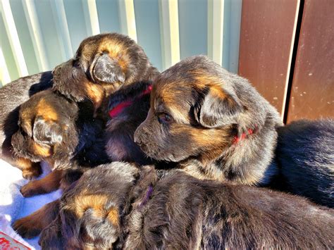 I have ten puppies for sale right now. Heritage Hills Ranch - German Shepherd Puppies For Sale In ...