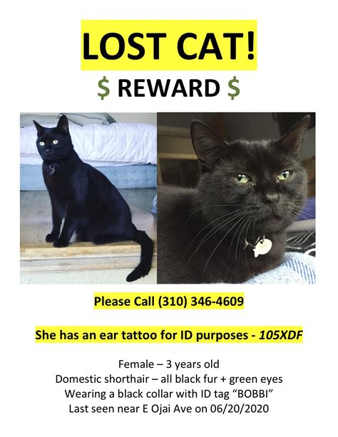 Lost Black Cat Reward Lost Cat Ventura County