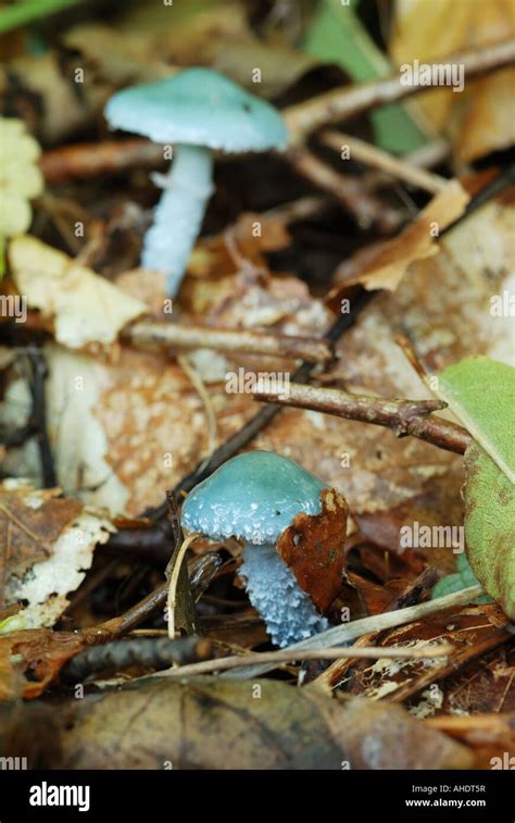 Blue Roundhead Stropharia Caerulea Stock Photo Alamy