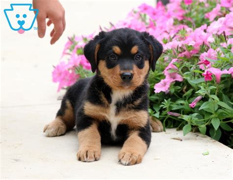 Becky Bernese Mountain Dog Mix Puppy For Sale Keystone