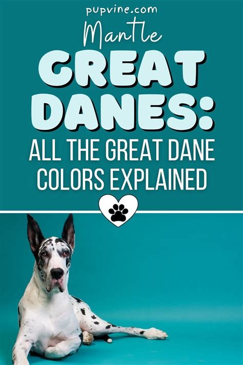 Mantle Great Danes All The Great Dane Colors Explained Great Dane