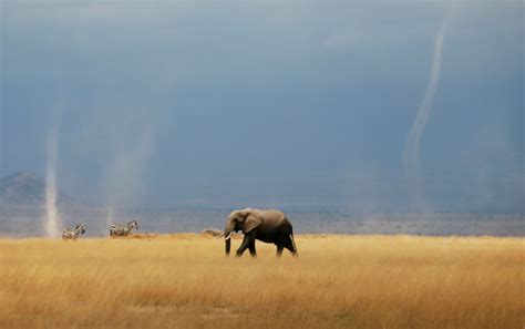 Africas Elephants More Endangered By Poaching Habitat Loss Pbs Newshour