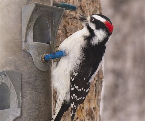 Everything You Need To Know About Woodpeckers In Indiana