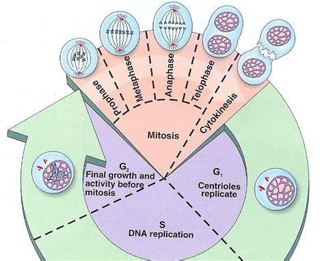Biolog 237 A Ciclo Celular Mitosis Meiosis Gambaran