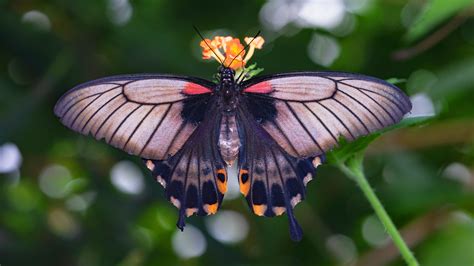 Butterfly Wings Wallpapers Top Free Butterfly Wings Backgrounds