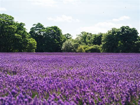 Free Images Field Meadow Flower Purple Wildflower Bluebonnet