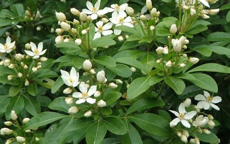 Evergreen White Flowering Shrubs Uk Mbi Garden Plant