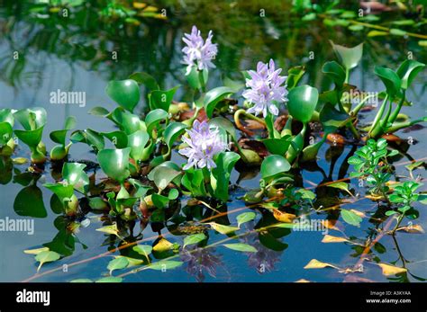Water Hyacinth Eichhornia Crassipes in Barra del Colorado National Stock Photo: 3530665 - Alamy