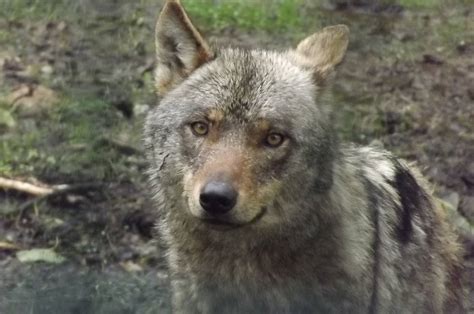 Iberian Wolf At Blackpool Zoo 160612 Zoochat