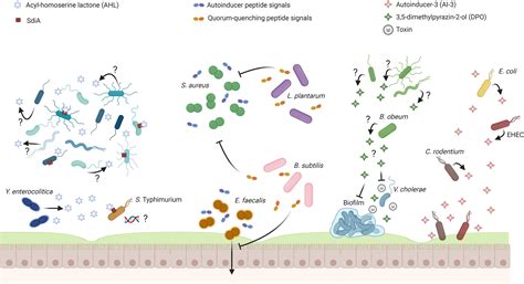 Deciphering The Quorum Sensing Lexicon Of The Gut Microbiota Cell Host