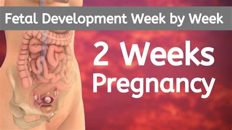 2 Weeks Pregnant 2 Weeks Pregnant Belly 2 Weeks Pregnant Ultrasound Youtube