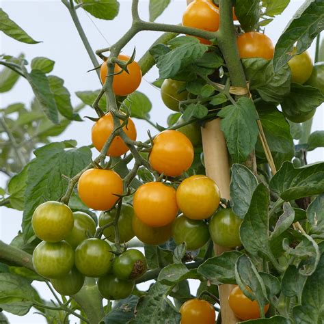 Tomate Stargold F1 Plants Potager Variété De Type Cerise Jaune