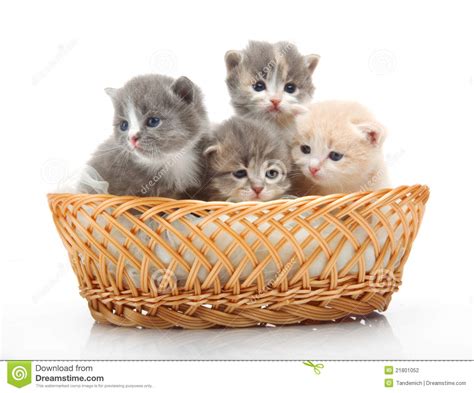 Pictures Of Small Cute Kittens Kitten Katzchen Kittens Cutest Cute