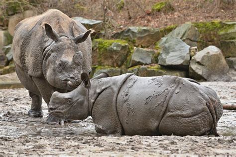 Indian Rhinoceros Mother And A Baby In The Beautiful Nature Looking