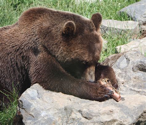 Eurasian Brown Bear Ursus Arctos Arctos 2022 06 28 Zoochat