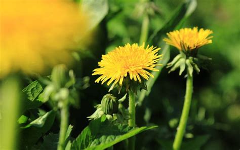 Invasive weeds identification and management alternatives. Weed or flower? Gardeners can't recognise common weeds