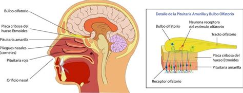 Parts de l olfacte Olfato Anatomía Sistema nervioso