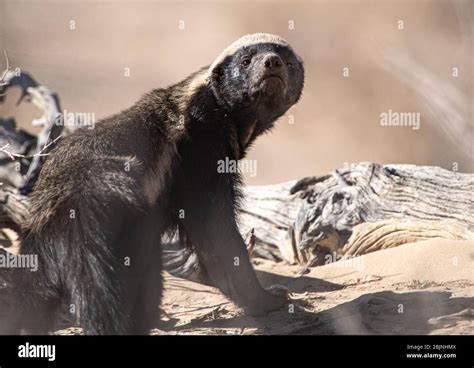 Portrait Of A Honey Badger South Africa Stock Photo Alamy