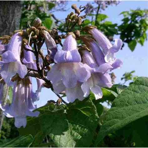 Exotic hot pepper plants for sale. Rarexoticseeds: rare seeds, exotic seeds for sale online