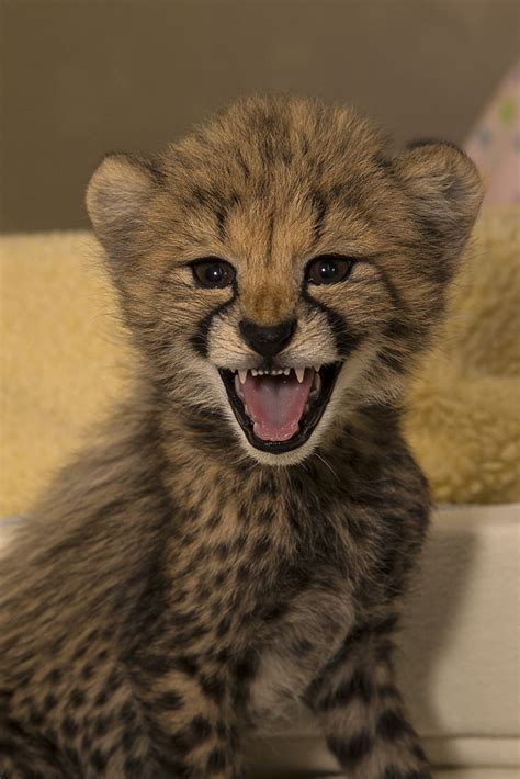 Smiling Cheetah Cub These Cubs With Be Animal Ambassadors Flickr