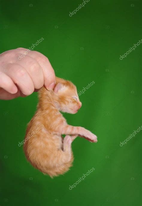 Hand Holding Kitten By Scruff — Stock Photo © Sloona Stock 20094767