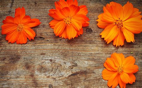 Free Download Orange Flowers Wood Wallpaper Hd Wallpaper Girls 429